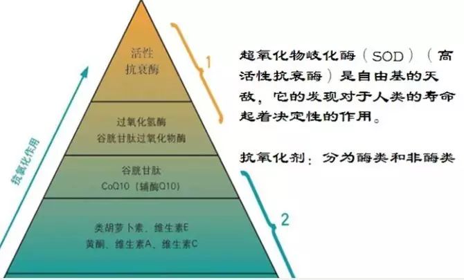 有氧运动对身体的益处_用氧运动能提高哪些身体素质_运动时吸氧的好处